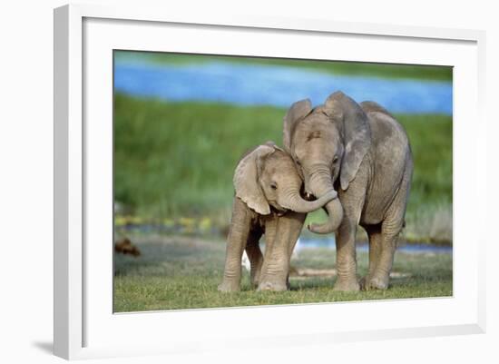 African Elephant Two Calves with Trunks Together-null-Framed Photographic Print