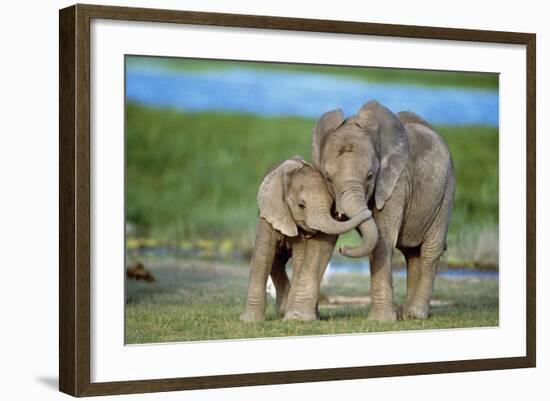 African Elephant Two Calves with Trunks Together-null-Framed Photographic Print