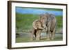 African Elephant Two Calves with Trunks Together-null-Framed Photographic Print