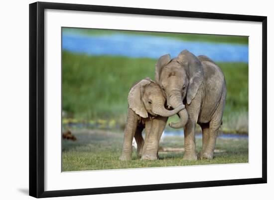 African Elephant Two Calves with Trunks Together-null-Framed Photographic Print