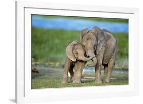 African Elephant Two Calves with Trunks Together-null-Framed Photographic Print