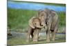 African Elephant Two Calves with Trunks Together-null-Mounted Photographic Print