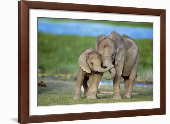 African Elephant Two Calves with Trunks Together-null-Framed Photographic Print