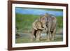 African Elephant Two Calves with Trunks Together-null-Framed Photographic Print