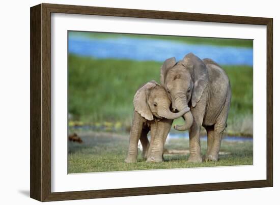 African Elephant Two Calves with Trunks Together-null-Framed Photographic Print