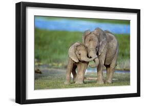 African Elephant Two Calves with Trunks Together-null-Framed Photographic Print