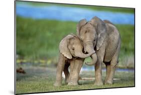 African Elephant Two Calves with Trunks Together-null-Mounted Photographic Print