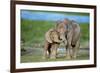 African Elephant Two Calves with Trunks Together-null-Framed Photographic Print