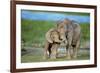 African Elephant Two Calves with Trunks Together-null-Framed Photographic Print