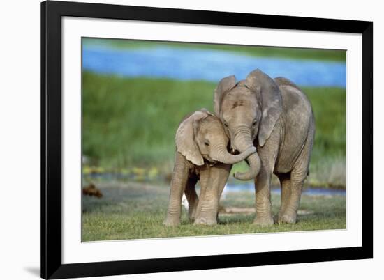 African Elephant Two Calves with Trunks Together-null-Framed Photographic Print