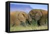 African Elephant Two Elephants Interwining Their-null-Framed Stretched Canvas