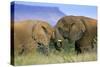 African Elephant Two Elephants Interwining Their-null-Stretched Canvas