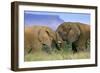 African Elephant Two Elephants Interwining Their-null-Framed Photographic Print