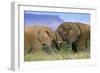 African Elephant Two Elephants Interwining Their-null-Framed Photographic Print