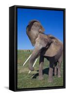 African Elephant Wagging Ears-DLILLC-Framed Stretched Canvas