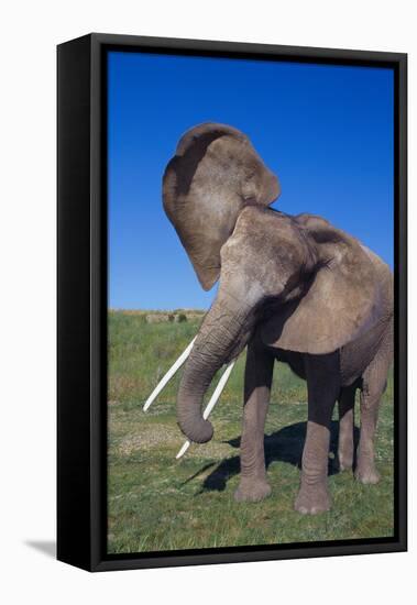 African Elephant Wagging Ears-DLILLC-Framed Stretched Canvas