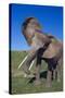 African Elephant Wagging Ears-DLILLC-Stretched Canvas