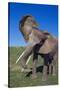 African Elephant Wagging Ears-DLILLC-Stretched Canvas