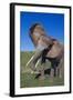African Elephant Wagging Ears-DLILLC-Framed Photographic Print