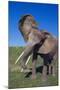 African Elephant Wagging Ears-DLILLC-Mounted Photographic Print