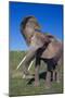 African Elephant Wagging Ears-DLILLC-Mounted Photographic Print