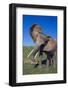 African Elephant Wagging Ears-DLILLC-Framed Photographic Print