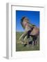 African Elephant Wagging Ears-DLILLC-Framed Photographic Print