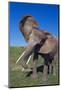 African Elephant Wagging Ears-DLILLC-Mounted Photographic Print