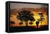 African Elephant Walking at Sunset-null-Framed Stretched Canvas