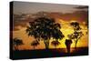 African Elephant Walking at Sunset-null-Stretched Canvas