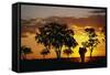 African Elephant Walking at Sunset-null-Framed Stretched Canvas