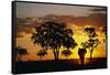 African Elephant Walking at Sunset-null-Framed Stretched Canvas