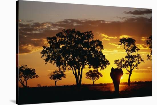 African Elephant Walking at Sunset-null-Stretched Canvas
