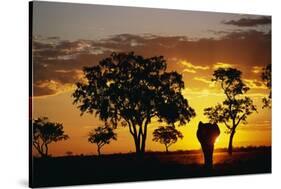 African Elephant Walking at Sunset-null-Stretched Canvas