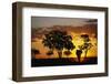 African Elephant Walking at Sunset-null-Framed Premium Photographic Print