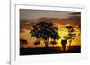 African Elephant Walking at Sunset-null-Framed Photographic Print