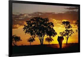 African Elephant Walking at Sunset-null-Framed Photographic Print