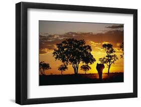 African Elephant Walking at Sunset-null-Framed Photographic Print