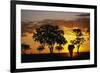 African Elephant Walking at Sunset-null-Framed Photographic Print