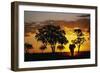 African Elephant Walking at Sunset-null-Framed Photographic Print