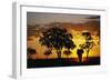 African Elephant Walking at Sunset-null-Framed Photographic Print