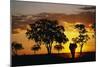 African Elephant Walking at Sunset-null-Mounted Photographic Print