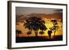 African Elephant Walking at Sunset-null-Framed Photographic Print