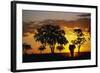 African Elephant Walking at Sunset-null-Framed Photographic Print