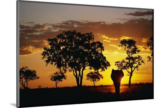 Photographic Print, , large