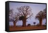 African Elephant Walking between Baobab Trees-DLILLC-Framed Stretched Canvas