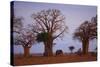 African Elephant Walking between Baobab Trees-DLILLC-Stretched Canvas