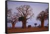 African Elephant Walking between Baobab Trees-DLILLC-Framed Stretched Canvas