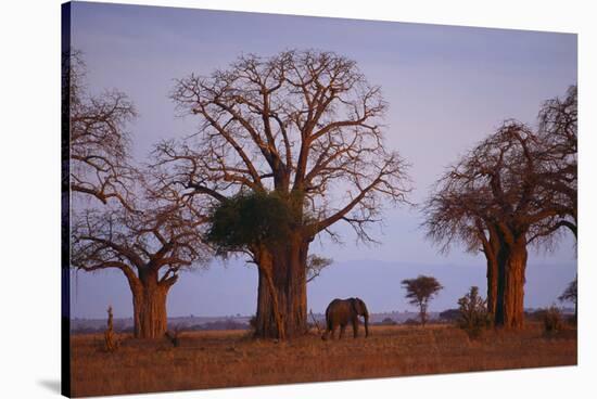 African Elephant Walking between Baobab Trees-DLILLC-Stretched Canvas