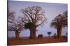 African Elephant Walking between Baobab Trees-DLILLC-Stretched Canvas